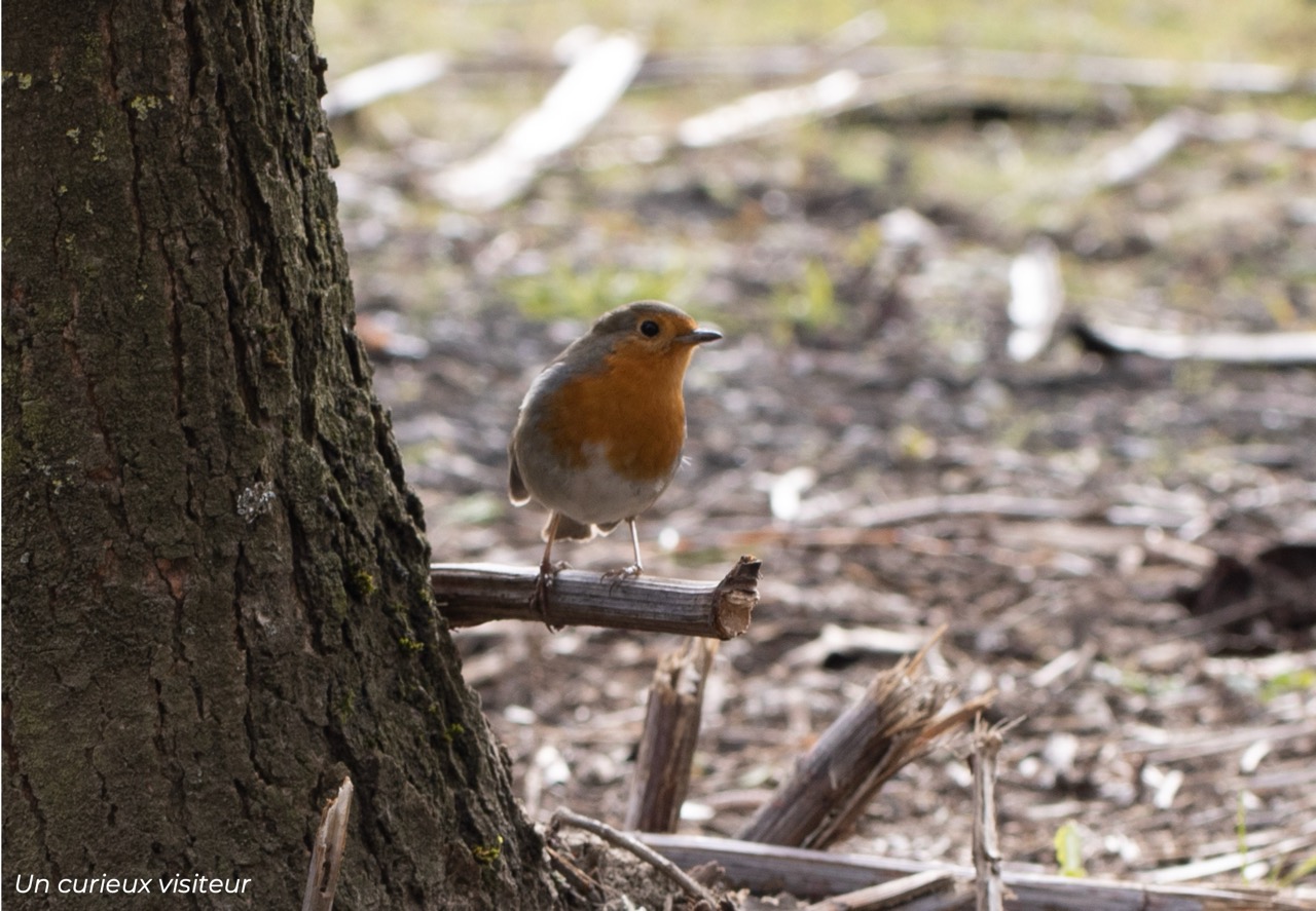 Description photo paysage